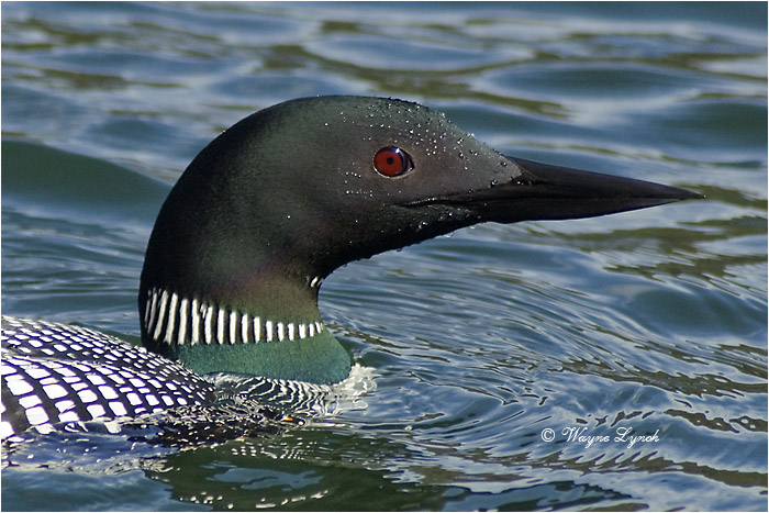 Common Loon 107 by Dr. Wayne Lynch &copy;